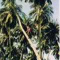 Cueillette de noix de coco